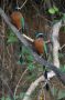 Trinidad2005 - 139 * Blue-crowned Motmots.